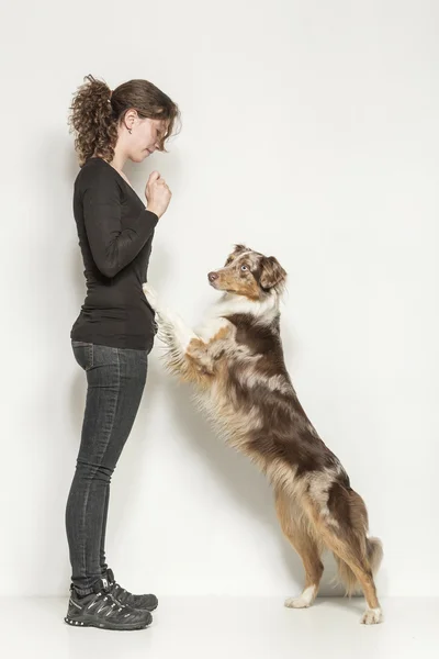 Hundträning — Stockfoto