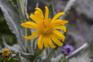 Arnica