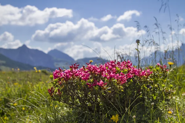 Rosas alpinas —  Fotos de Stock