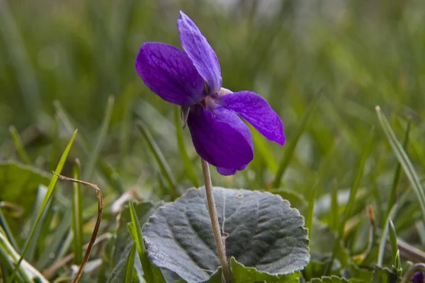 Violeta —  Fotos de Stock