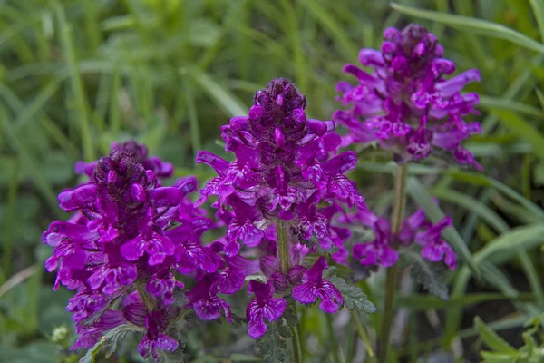 Lousewort — Stock Photo, Image