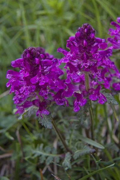 Lousewort — стокове фото