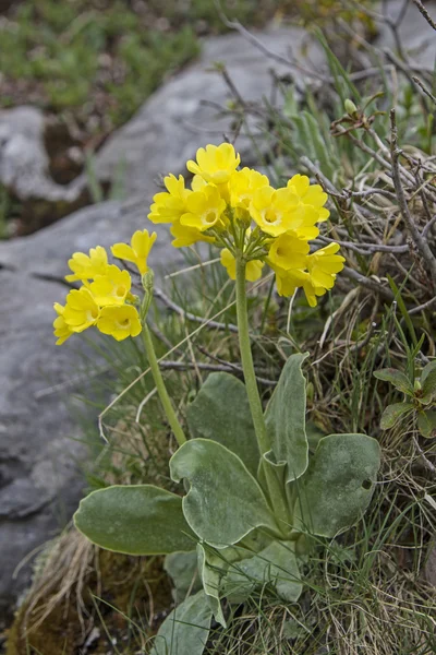 Primula auricul — Φωτογραφία Αρχείου