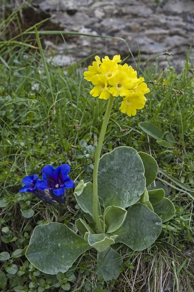 Flores da montanha na primavera — Fotografia de Stock
