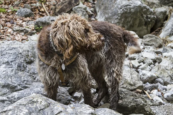 Gänsekorthale — Stockfoto