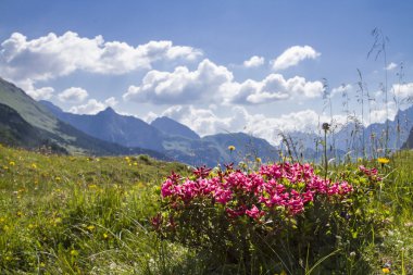 Alpine roses  clipart