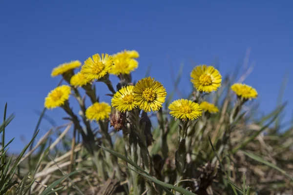 Tussilago farfara —  Fotos de Stock