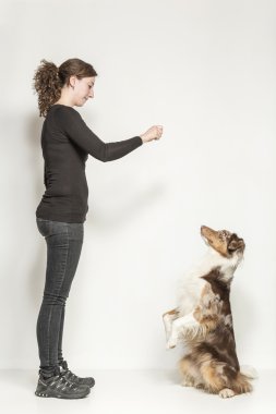 köpek eğitimi