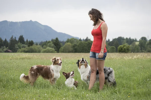 Dogs Trio with dog trainer — Stock Photo, Image