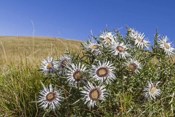 Carlina in den Apenninen — Stockfoto