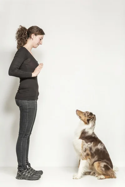 Köpek eğitimi Telifsiz Stok Fotoğraflar