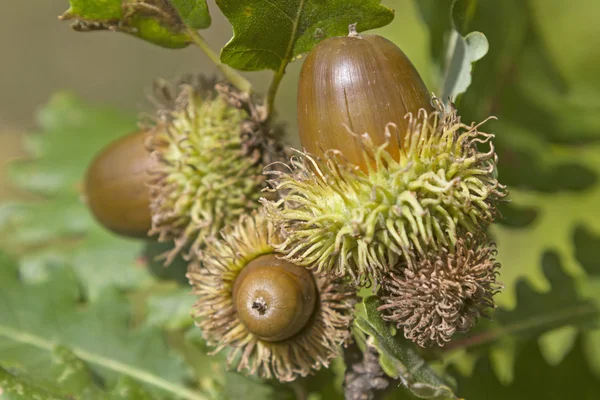 Bellota — Foto de Stock