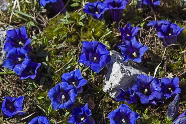 茎のないリンドウ — ストック写真