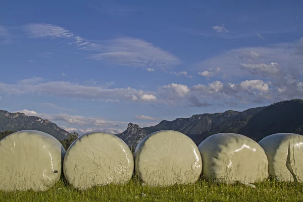 Baled 牧草サイレージ — ストック写真