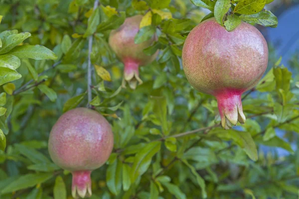 Pomegranate on tree — Stock Photo, Image