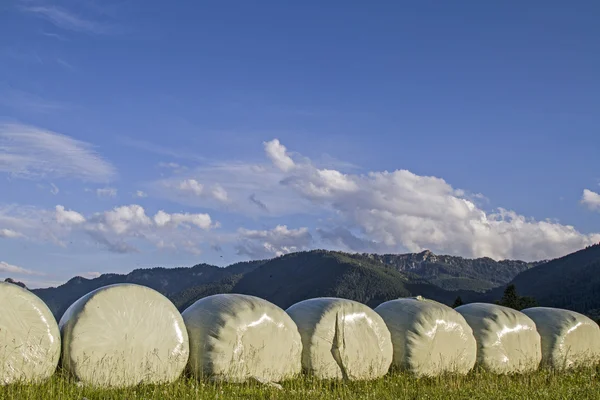 Baled 牧草サイレージ — ストック写真