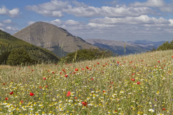 Flower carpet in the Sibillini — Stock Photo, Image