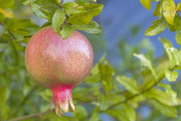 Pomegranate on tree — Stock Photo, Image