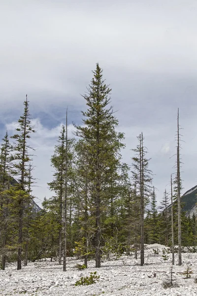 Tree mortality — Stock Photo, Image