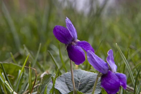 Violeta —  Fotos de Stock