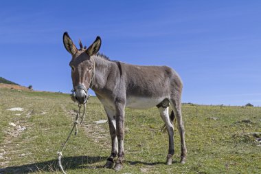 Donkey on mountain meadow