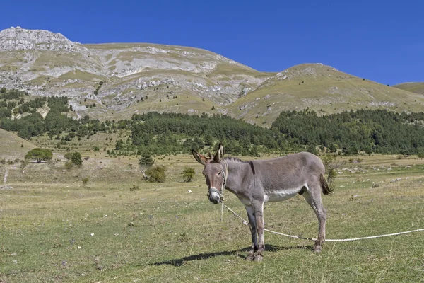 Asino sul prato di montagna — Foto Stock