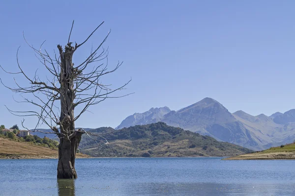Σκελετοί δέντρων σε Lago πεθαίνουν Campostosto — Φωτογραφία Αρχείου