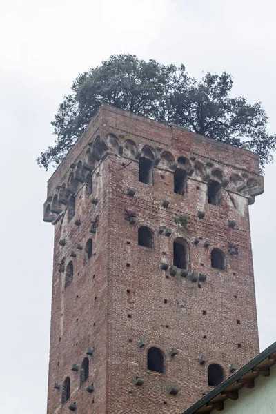 Torre guingi in Lucca — Zdjęcie stockowe