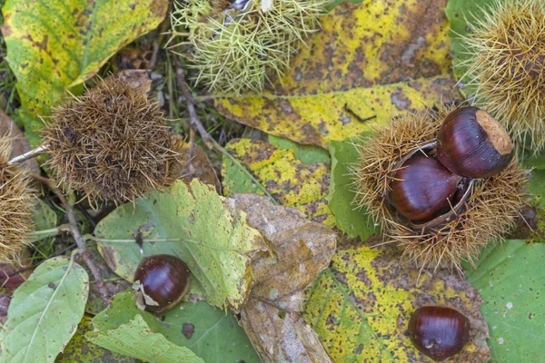 Sweet chestnuts — Stock Photo, Image