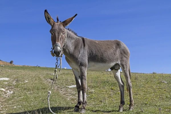 Donkey on mountain meadow — Stock Photo, Image