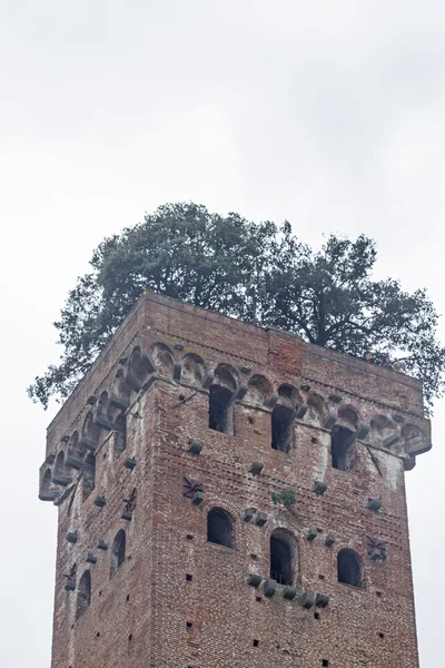 Torre guingi in Lucca — стокове фото