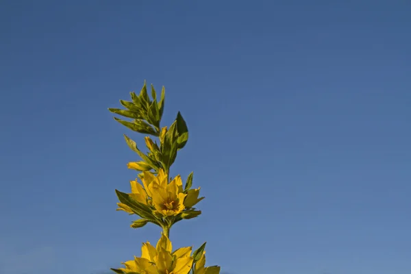 Myrsinoideae — Fotografia de Stock