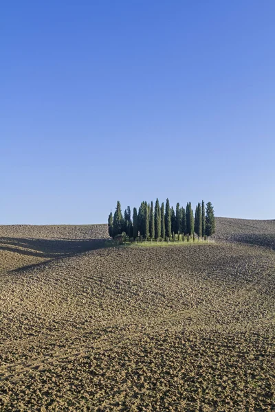 Cypress Group in Crete — Stock Photo, Image