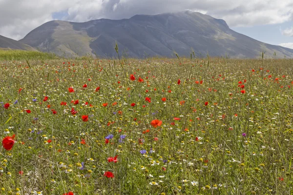 Blumenteppich in den Sibillini — Stockfoto