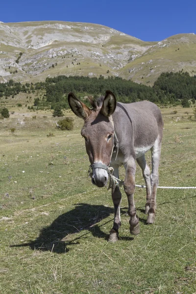 Donkey on mountain meadow — Stok fotoğraf