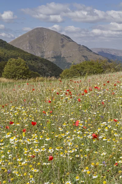 Bloem tapijt in de Sibillini — Stockfoto