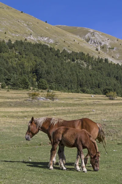 Chevaux été dans les montagnes — Photo