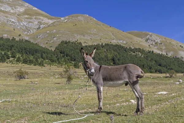 Donkey on mountain meadow — Stok fotoğraf