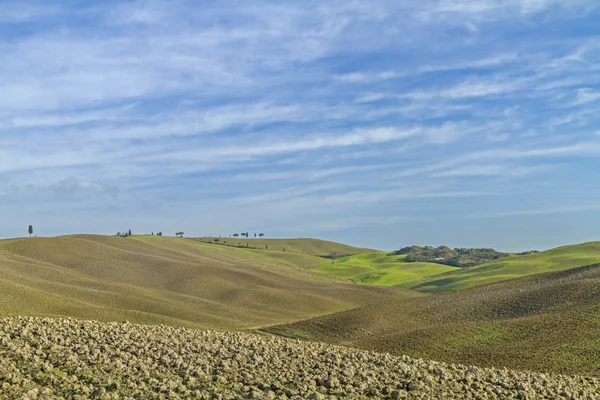 Bruna fält i Toscana — Stockfoto