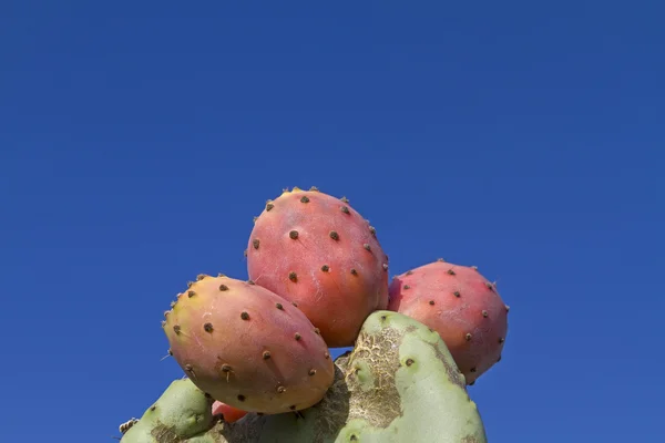 Kaktus owoców — Zdjęcie stockowe