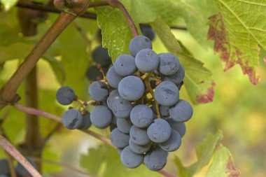 Sonbahar - hasat zamanı