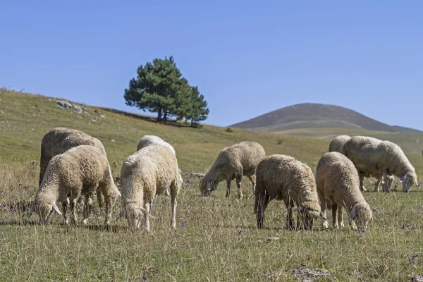 Kudde schapen — Stockfoto