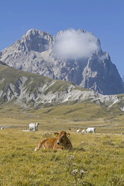 Krowy na Campo Imperatore — Zdjęcie stockowe