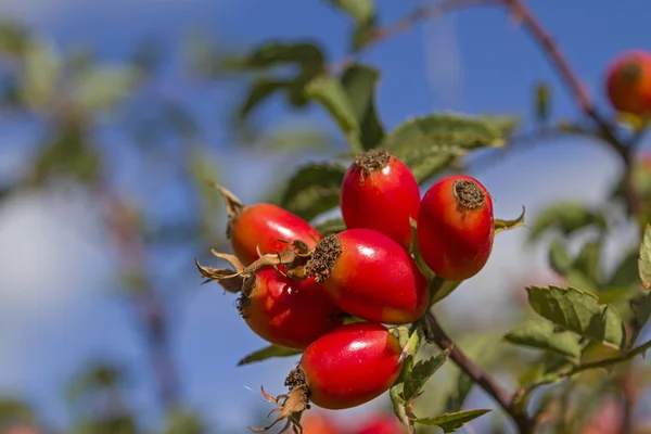 Rose HIPS