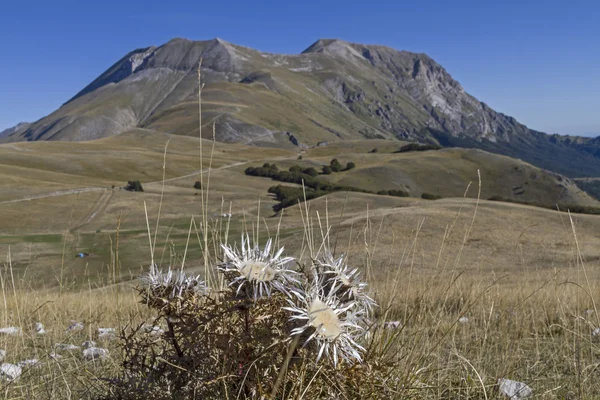 Carlina in the Apennines — Stock Photo, Image