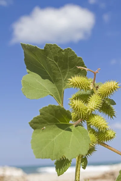 Datura — Stock Photo, Image