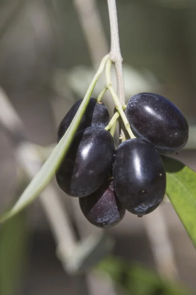 Black olives — Stock Photo, Image