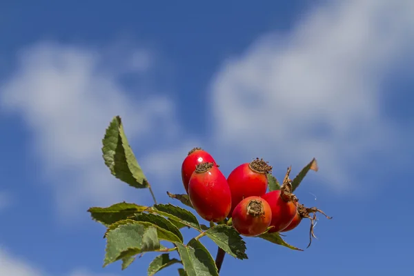 Rosa mosqueta — Foto de Stock