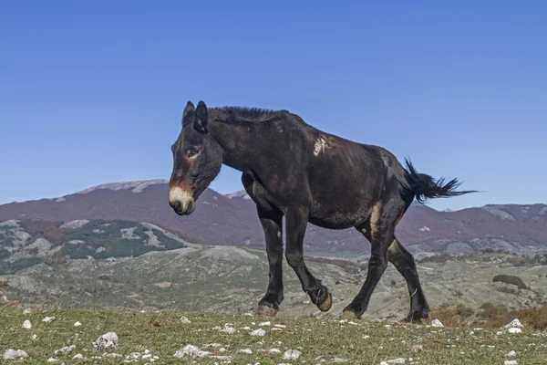 Mule dans les Apennins — Photo