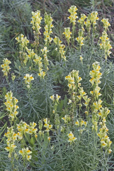 Linaria vulgaris — Fotografia de Stock